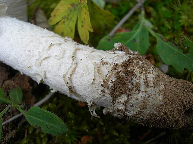 Amanita spec. Cod.: 8509-08
